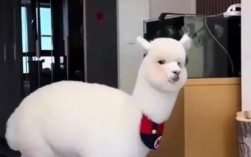 羊驼套圈的美观摆放方法是什么？