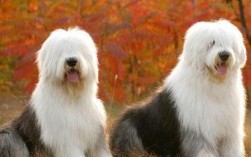 皇恒赛级古牧专用狗粮适合哪些犬种？长期喂食有什么好处吗？