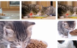 猫咪喜欢吃猫粮拌奶吗？如何处理猫粮拌奶的问题？