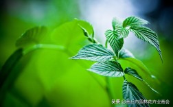 薄荷驱蚊吗是真的吗？薄荷到底有没有驱蚊效果？