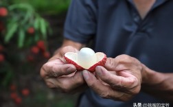 桂圆和荔枝的区别在哪里？龙荔又是什么