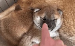 柴犬喂食标准是什么？2个半月需要多少狗粮？