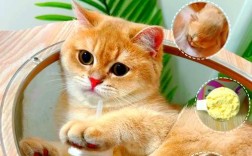 猫自己在家会吃猫粮吗怎么喂？如何训练猫咪自主进食？