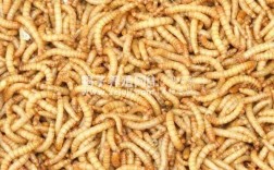 蝎子吃什么食物最好？蝎子养殖注意事项